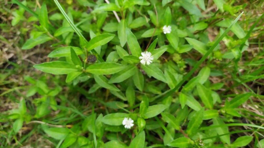 Bhringraj powder for hair