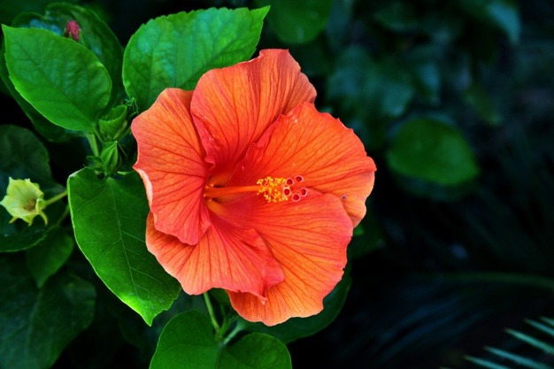 hibiscus flower