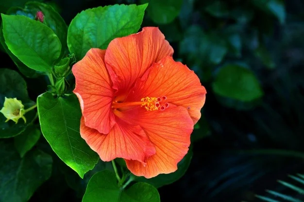 Hibiscus Powder for Hair 2 hibiscus flower