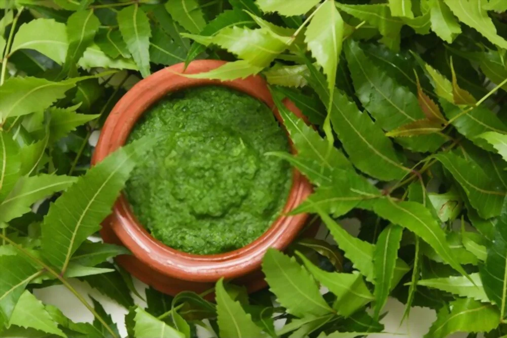 neem leaf