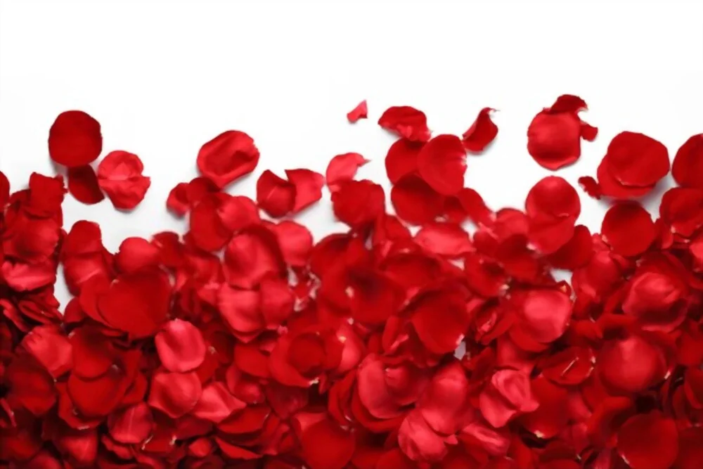 Rose Petal Powder for Skin 2 Rose Petal